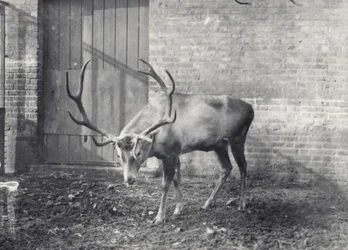 Wallichs Hirsch, auch bekannt als Shou, Zentralasiatischer oder Tibetischer Rothirsch, im Londoner Zoo, Dezember 1917